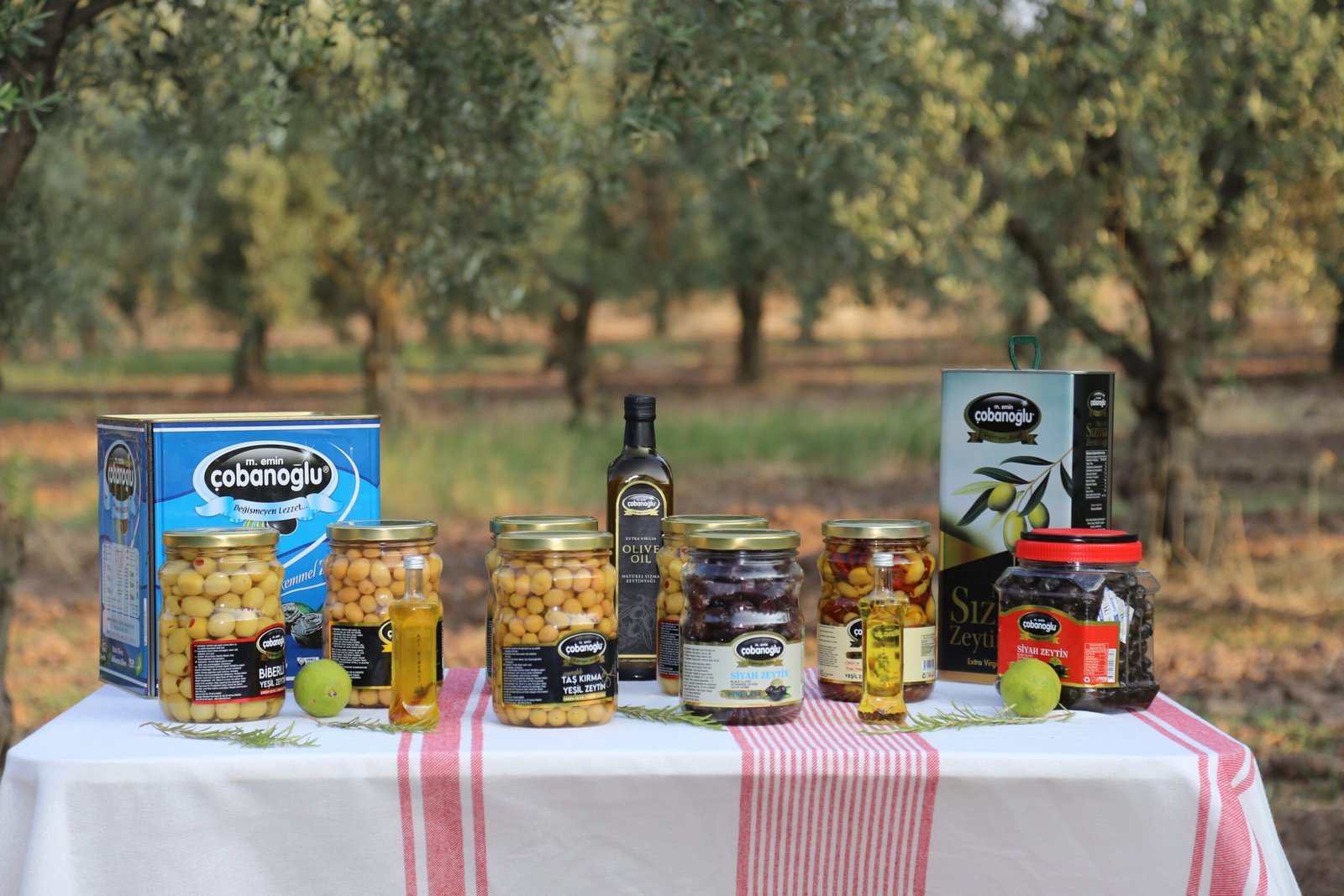 çobanoğlu zeytinleri