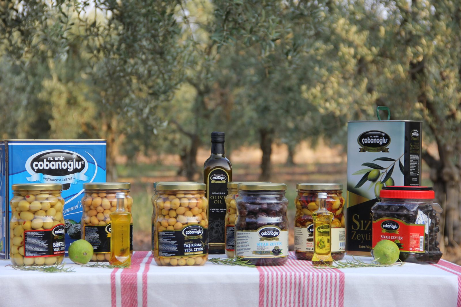 çobanoğlu zeytinleri
